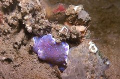 Goniobranchus thompsoni