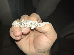 Phyllodactylus unctus