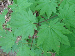 Acer japonicum