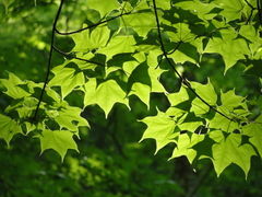 Acer pictum