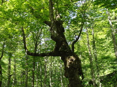 Acer pictum