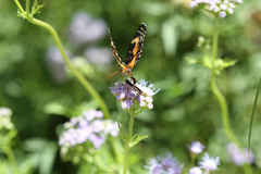 Texola elada ulrica