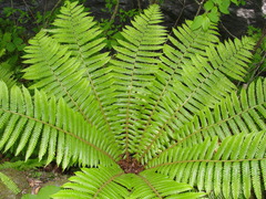 Dryopteris crassirhizoma