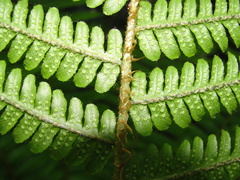 Dryopteris crassirhizoma
