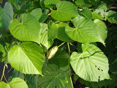 Tilia japonica
