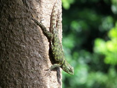 Sceloporus internasalis