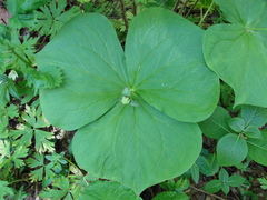 Trillium smallii
