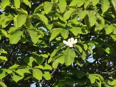 Magnolia obovata