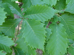 Quercus mongolica