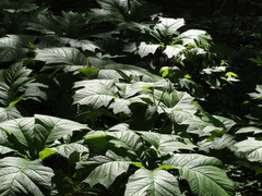 Rodgersia podophylla
