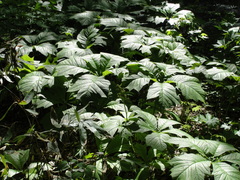 Rodgersia podophylla