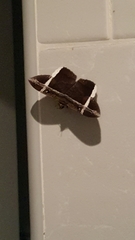 Hemeroblemma mexicana