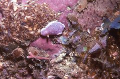 Goniobranchus thompsoni