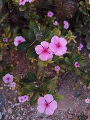 Catharanthus roseus