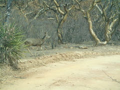 Odocoileus hemionus peninsulae