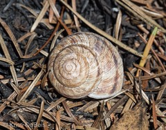 Oreohelix strigosa