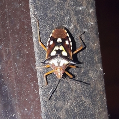 Oebalus poecilus