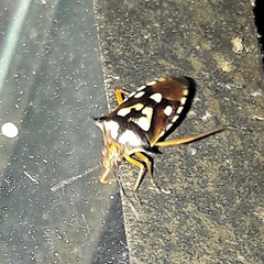 Oebalus poecilus
