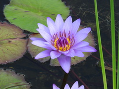 Nymphaea nouchali caerulea