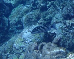 Lutjanus decussatus