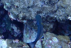 Pempheris vanicolensis