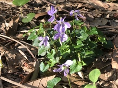 Viola grypoceras