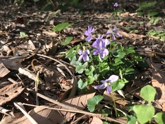 Viola grypoceras