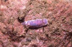 Goniobranchus thompsoni