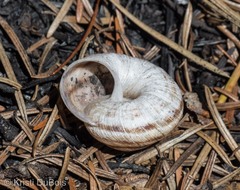 Oreohelix strigosa