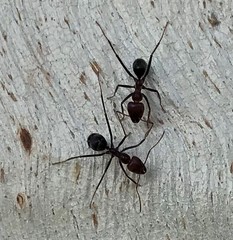 Iridomyrmex purpureus
