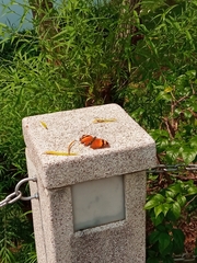 Doleschallia bisaltide