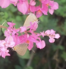 Electrostrymon hugon