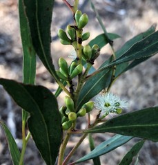 Eucalyptus odorata