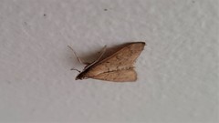 Metasia dicealis