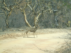 Odocoileus hemionus peninsulae