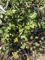 Tauschia arguta
