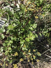 Tauschia arguta