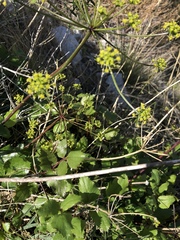 Tauschia arguta
