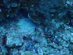 Chrysiptera rollandi