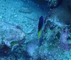 Chrysiptera rollandi