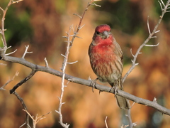 Haemorhous mexicanus