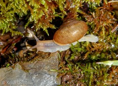 Allogona ptychophora