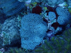 Fimbriaphyllia ancora