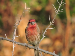 Haemorhous mexicanus