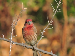 Haemorhous mexicanus