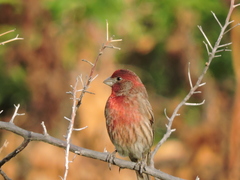 Haemorhous mexicanus