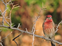 Haemorhous mexicanus