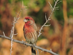 Haemorhous mexicanus