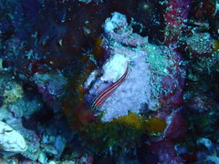 Helcogramma striata
