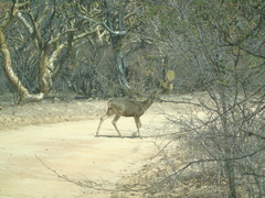 Odocoileus hemionus peninsulae